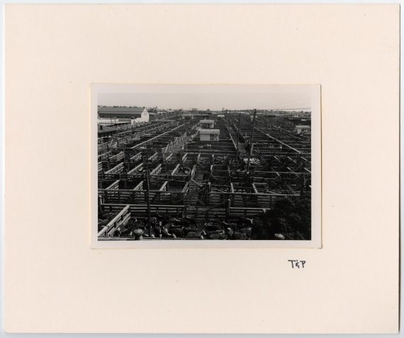 Large Cattle Yard of Pens